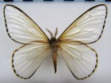  Heliconisa pagenstecheri Geyer, 1835