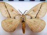  Pseudodirphia obliqua  (Bouvier, 1924) mâle