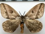  Pseudodirphia obliqua  (Bouvier, 1924) mâle