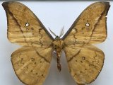 Copaxa rufotincta mâle  Rothschild, 1895