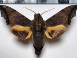   Nyceryx stuarti (Rothschild, 1894) mâle