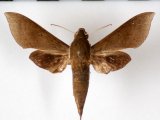  Xylophanes porcus continentalis   male  Roth.&Jord.1903