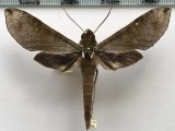  Xylophanes schausi  mâle  (Rothschild, 1894)