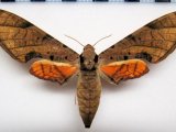 Protambulyx strigilis   femelle  (Linnaeus 1771) 