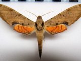  Protambulyx strigilis   male (Linnaeus 1771)