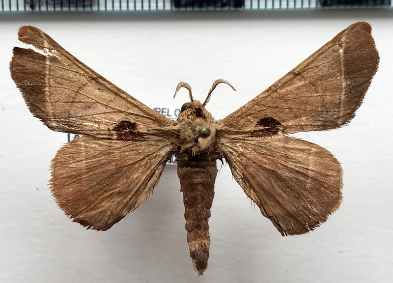 Apatelodes lapitha  mâle  Druce, 1900 