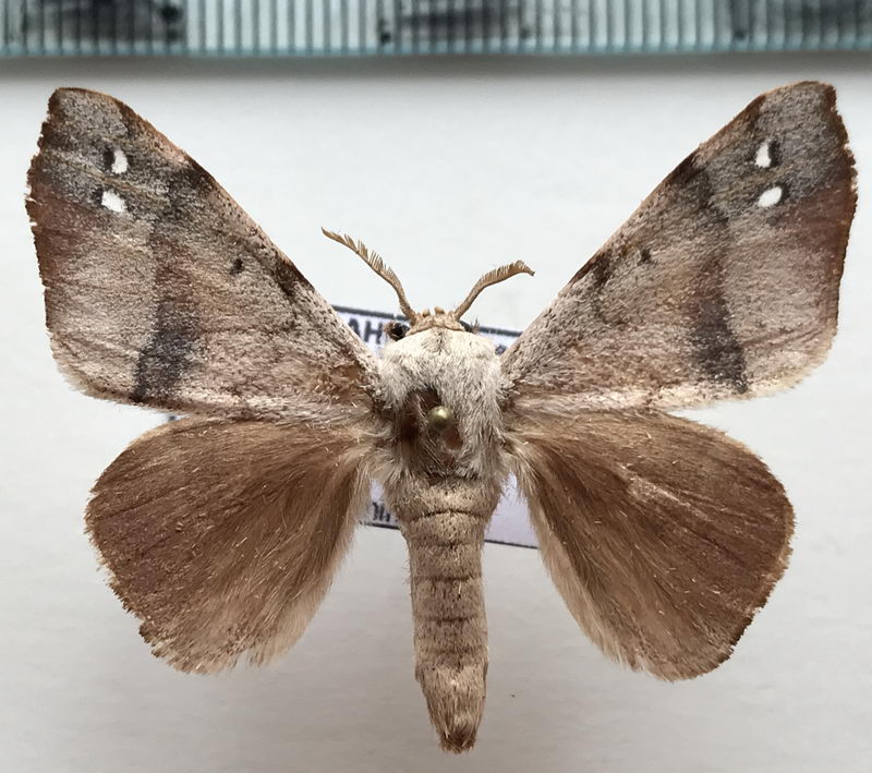  Apatelodes anna mâle  (Schaus, 1905) 