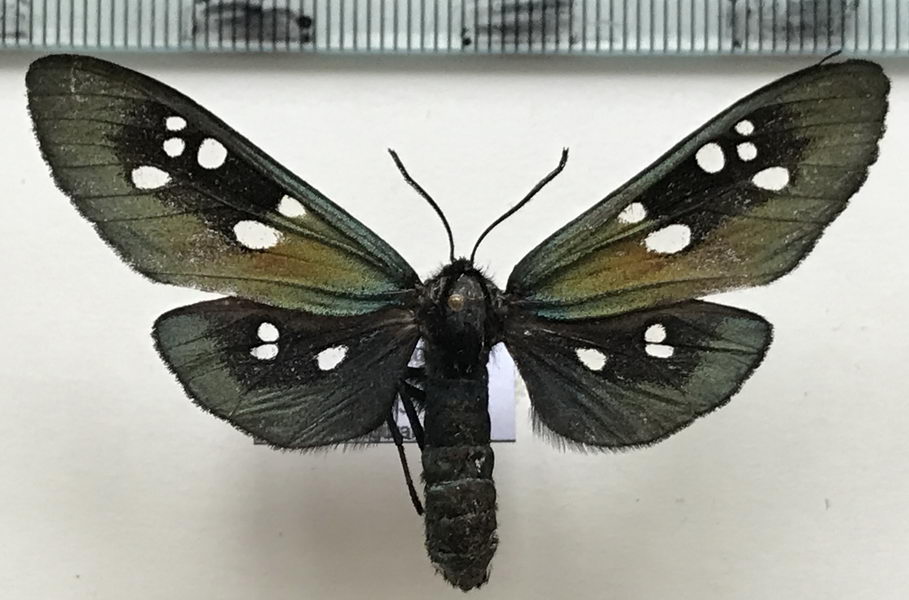   Chrysocale gigantea  mâle   (Druce, 1890)