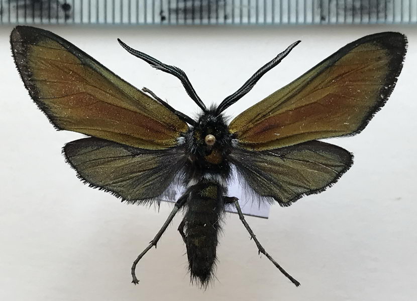  Chrysocale sp 535 