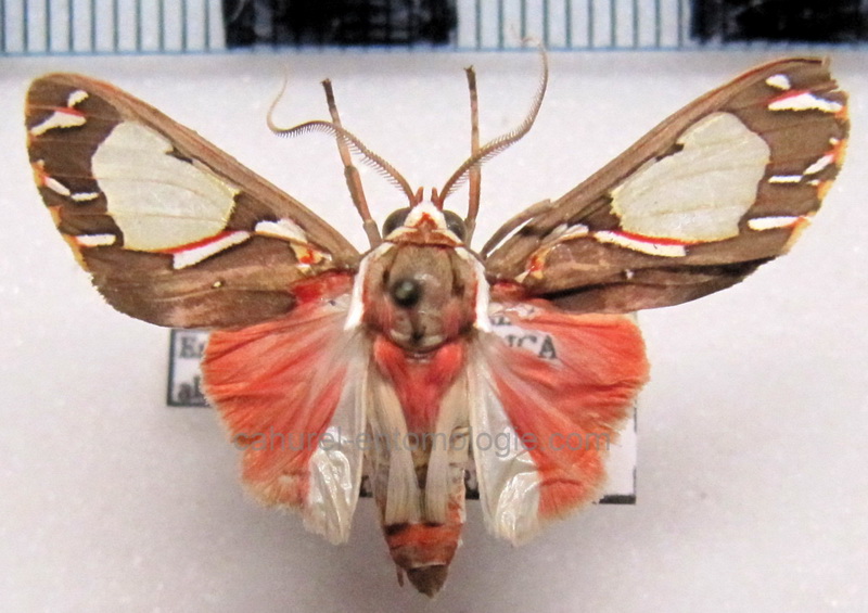 Diaphanophora albiscripta  male   Schaus, 1905 comb. nov.                               