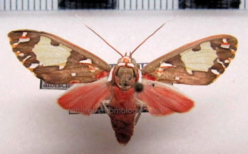 Diaphanophora kindlii  femelle  n. sp. Gibeaux & Coenen, 2014                               