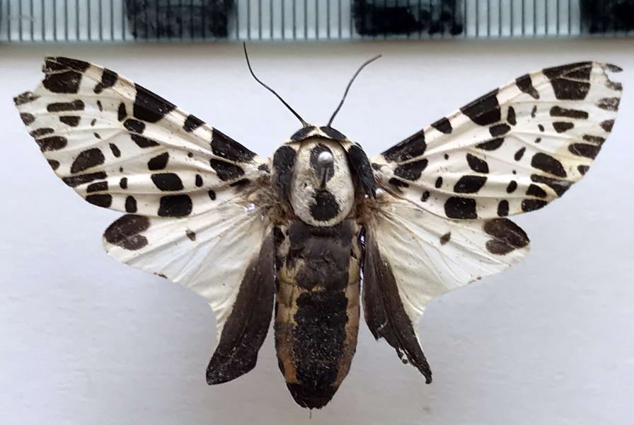  Hypercompe guyanensis mâle Laguerre, 2009