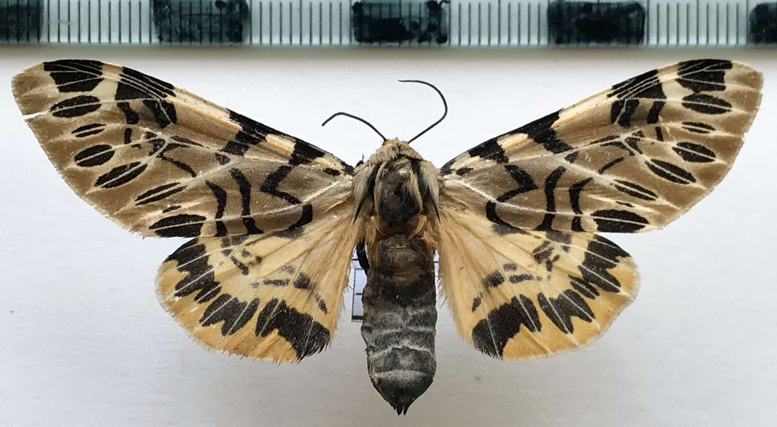  Hypercompe nemophila  femelle   (Herrich-Schäffer, [1853]) 