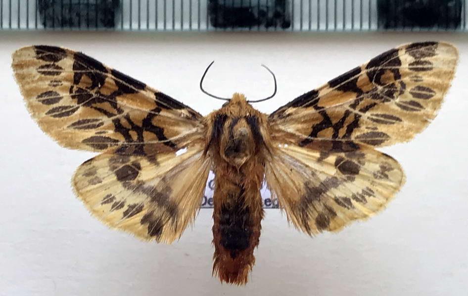  Hypercompe nemophila  mâle   (Herrich-Schäffer, [1853]) 