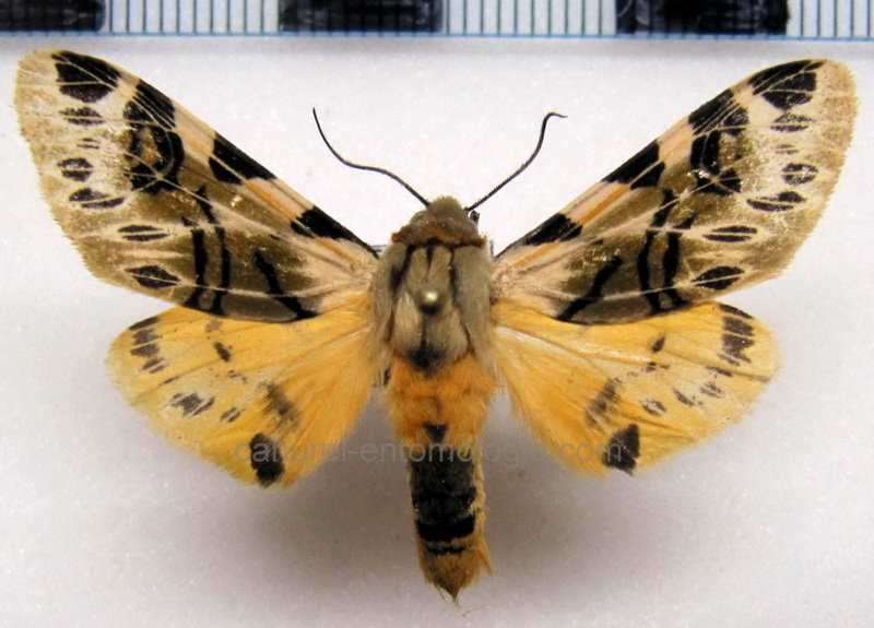 Hypercompe nemophila  mâle   (Herrich-Schäffer, [1853])                   