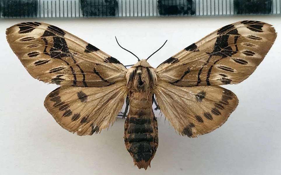  Hypercompe ockendeni femelle (Rothschild, 1909)