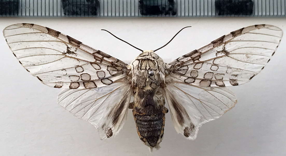   Hypercompe peruvensis mâle  Hart, 1975 