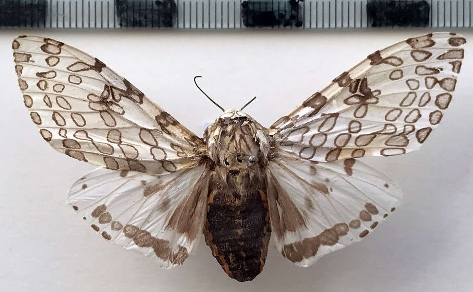 Hypercompe perplexa femelle  Schaus, 1911