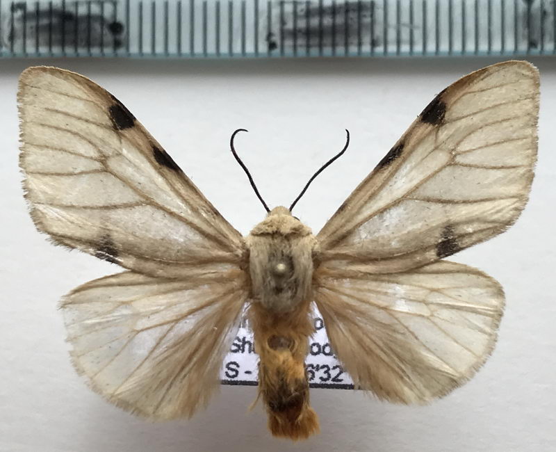  Hypercompe turuptianoides mâle   (Rothschild, 1910)