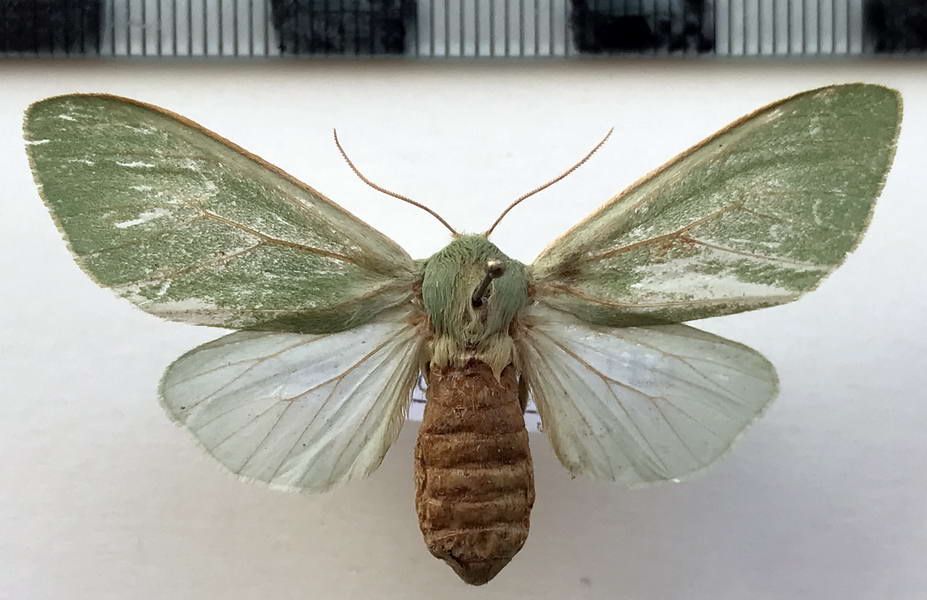   Hypomolis sanguinipectus  femelle   (Seitz, 1919)