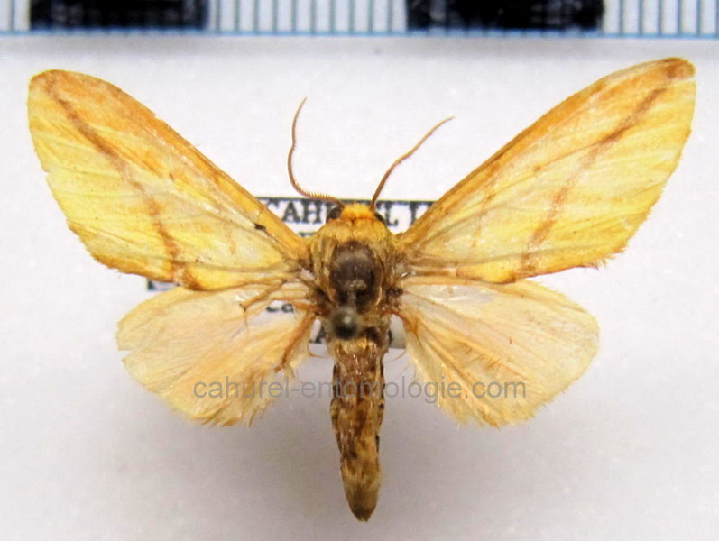 Pseudalus aurantiacus mâle  Rothschild, 1909                               