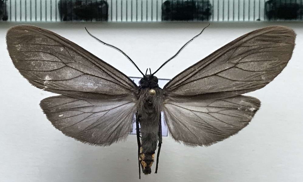  Pseudapistosia  sp 908 mâle