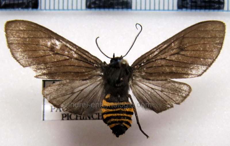  Pseudopharus amata  male Druce, 1900                              