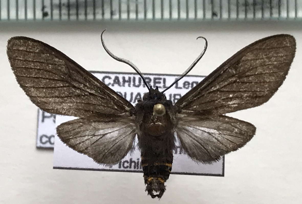 Pseudopharus — cahurel-entomologie.com