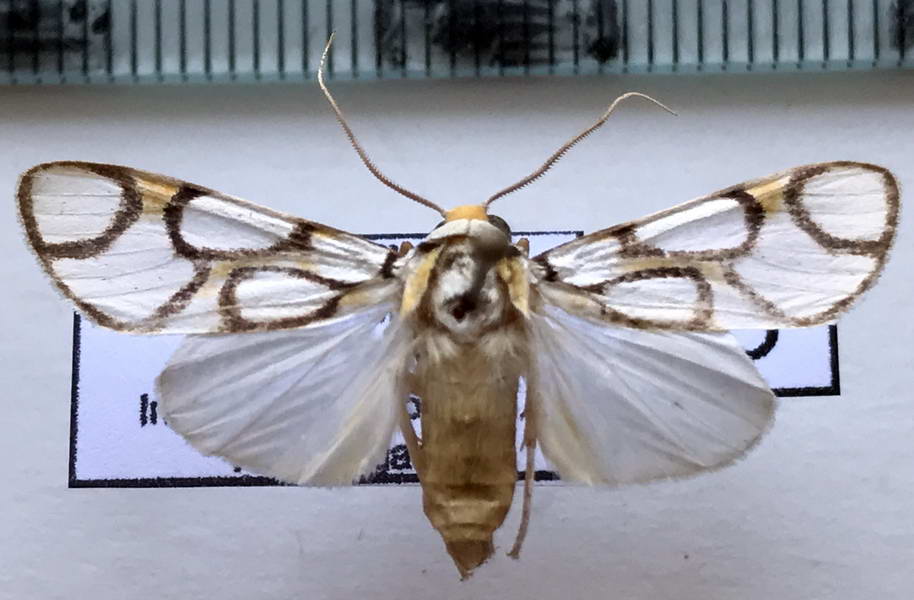  Watsonidia  sp 767 mâle