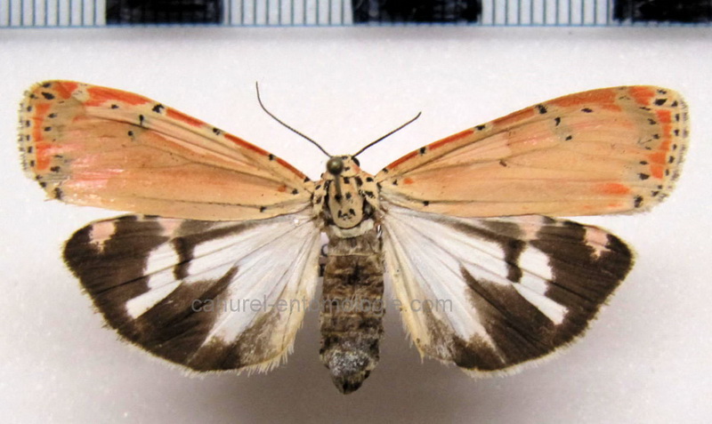 Utetheisa ornatrix    Linnaeus, 1758                                     