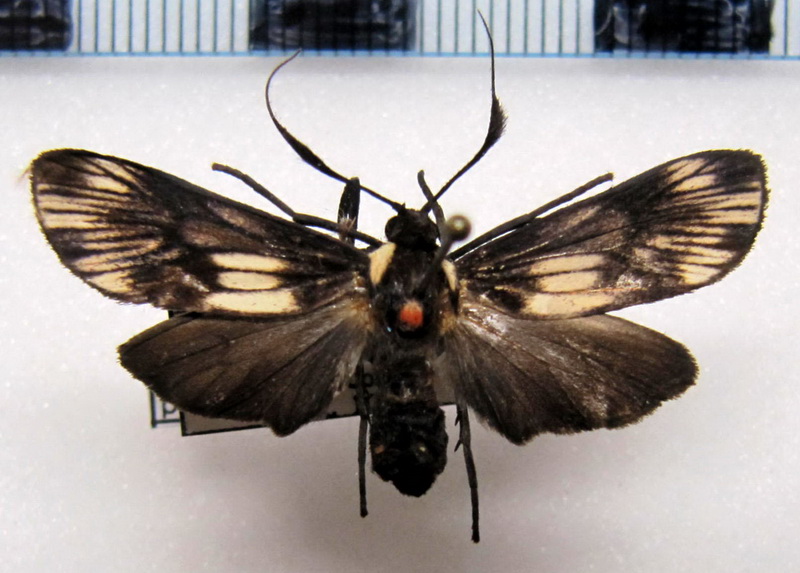 Ardonea peculiaris   femelle  Druce, 1906                               