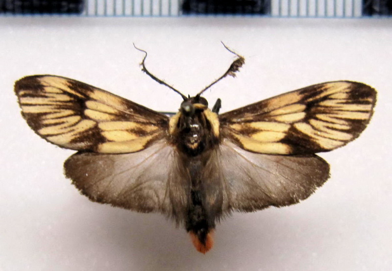  Ardonea peculiaris   mâle Druce, 1906                             