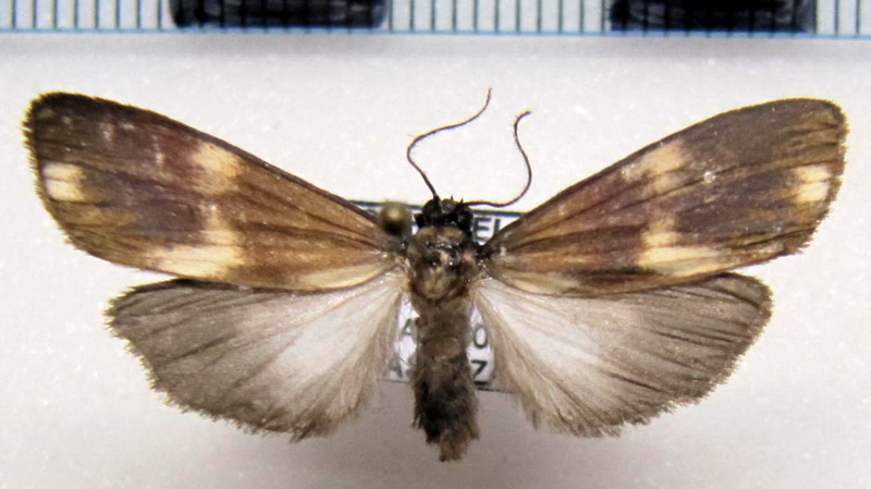 Areva trigemmis  male Hübner, 1827                               