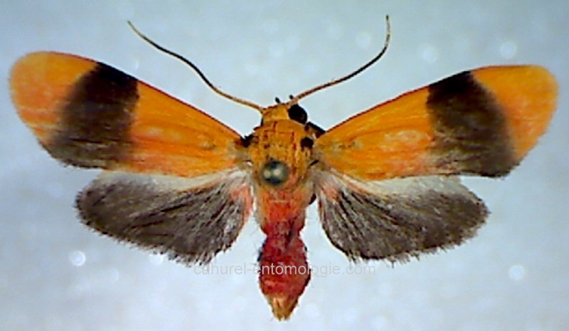 Lithosiinae sp 03