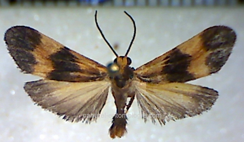 Lycomorphodes bipartita   male (Walker, 1866)