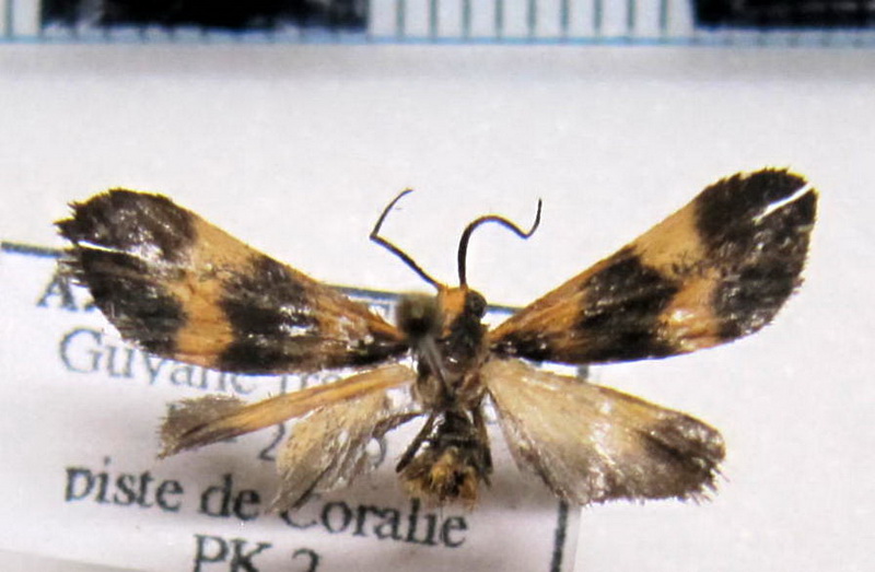  Lycomorphodes bipartita   male (Walker, 1866)