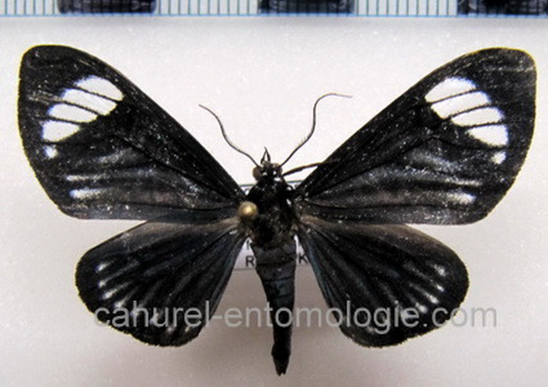  Calodesma approximata  mâle Hering, 1925                              
