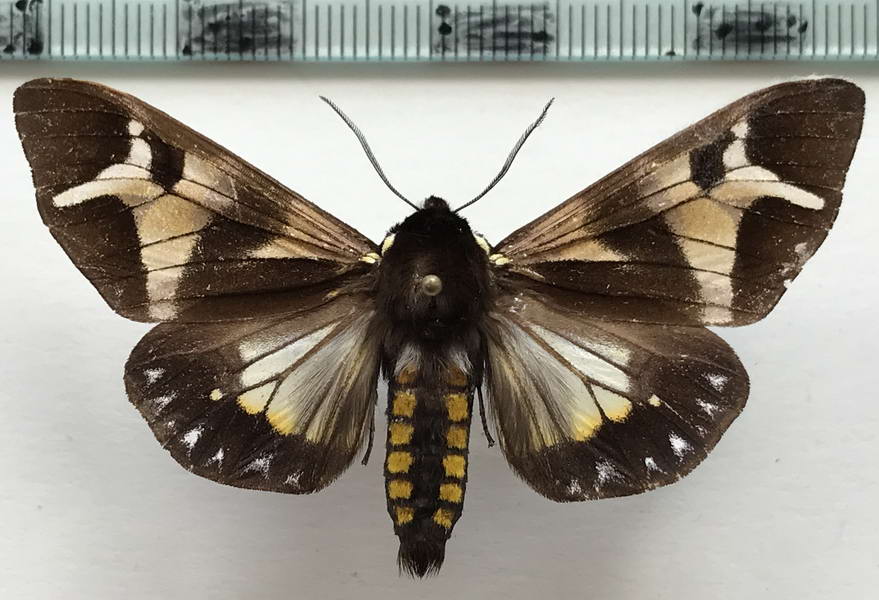  Dysschema arema mâle Boisduval, 1870