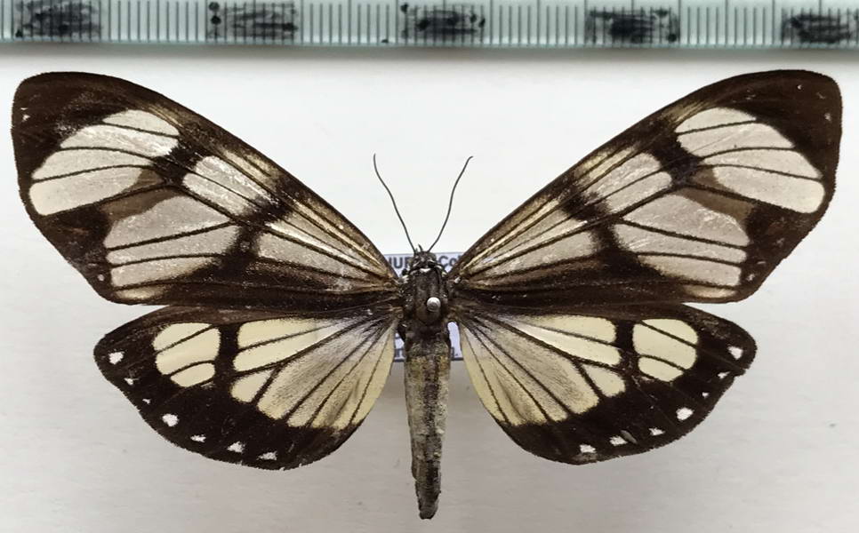    Dysschema hypoxantha  femelle  Hübner, 1818