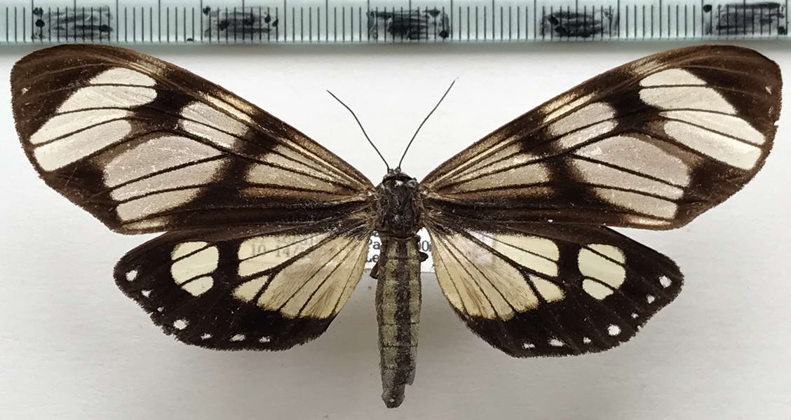   Dysschema hypoxantha  femelle  Hübner, 1818