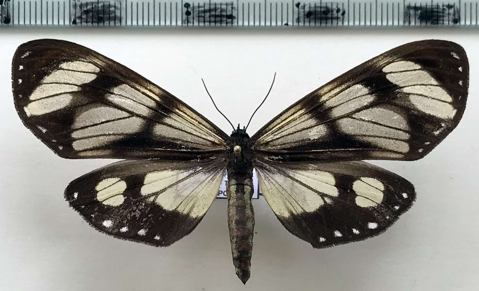   Dysschema hypoxantha femelle  Hübner, 1818