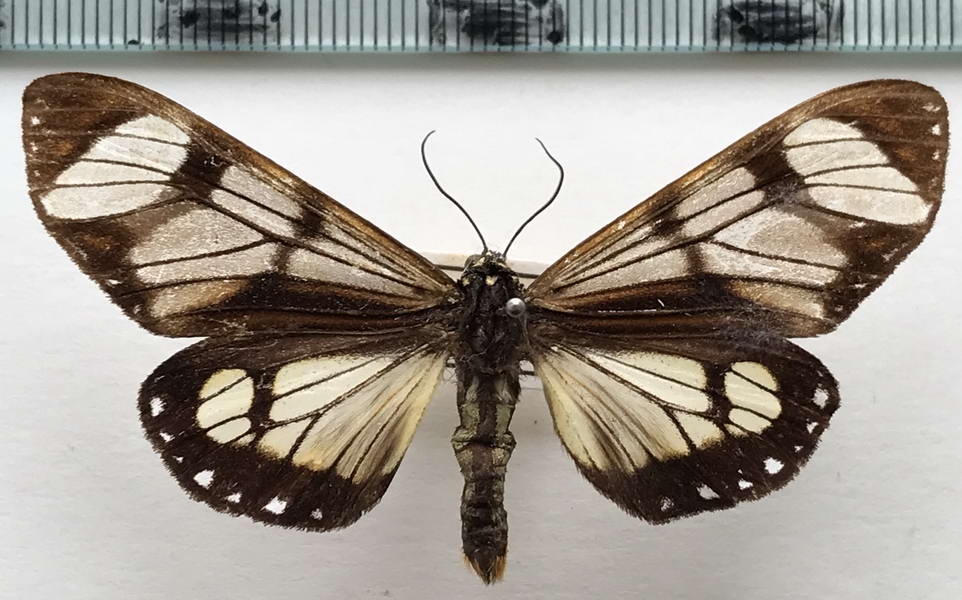    Dysschema hypoxantha mâle Hübner, 1818