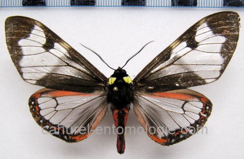 Dysschema marginalis male Walker, 1855                          