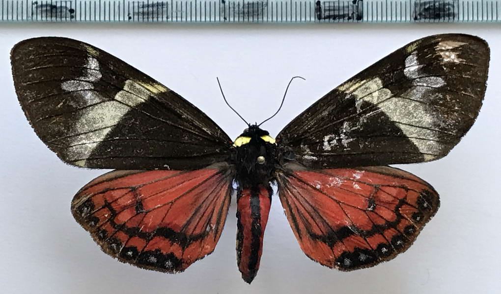  Dysschema marginalis femelle (Walker, 1855)