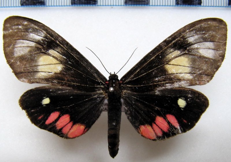   Dysschema tricolor  femelle Sulzer, 1776                             