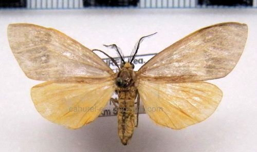   Heliactinidia flavivena  male Dognin, 1909                             