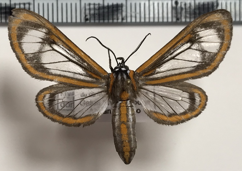 Hyalurga dorsilinea mâle  Hering, 1925