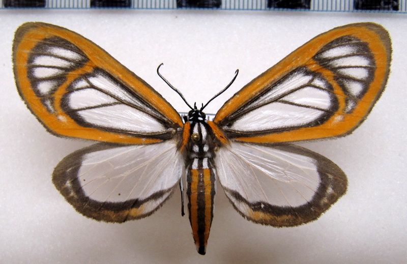 Hyalurga fenestra femelle  Linnaeus, 1788                               