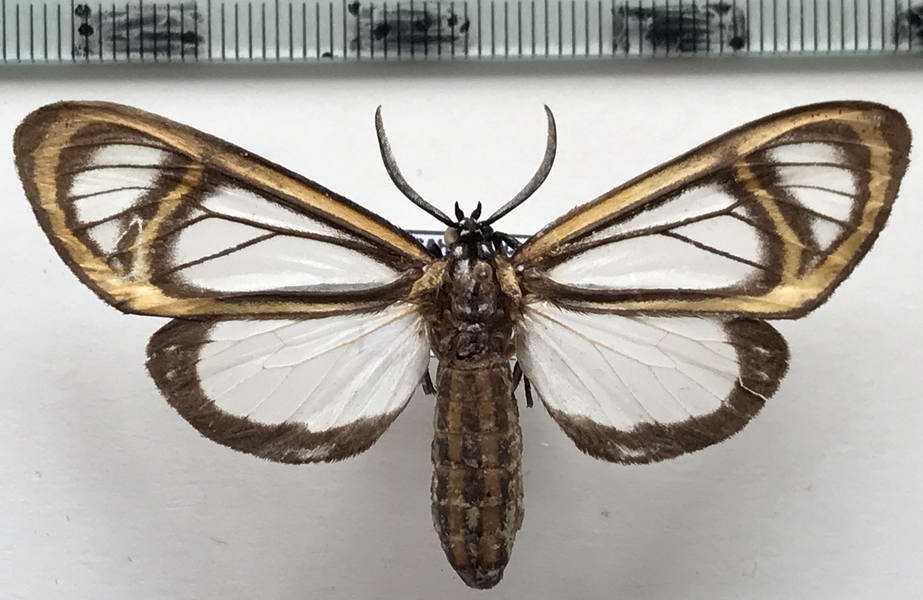   Hyalurga fenestra mâle Linnaeus, 1788            