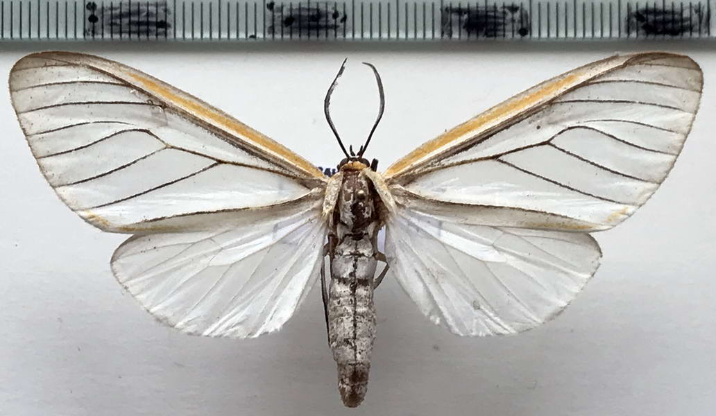  Hyalurga fenestrata  femelle  (Walker, 1855)